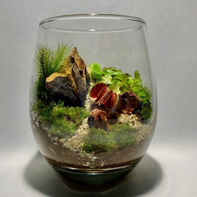 食虫植物と苔のテラリウム講座
