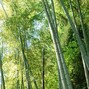 三十三-SATOMI-